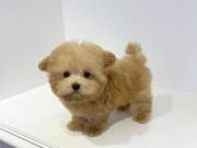 outstanding poodle puppies that are ready for adoption