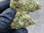 Canna Chronicle 