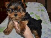 Home Raised Yorkie Puppies for Re-homing 2