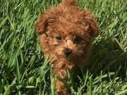 poodle puppies for sale and very playful