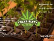 Clones are available for sale