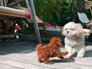 cute poodle puppies for sale