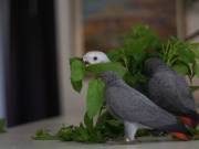 Male and female African grey parrots available 