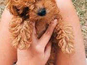 teacup poodle puppies for adoption and very playful