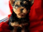 yorkie puppy