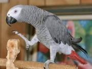 Parrots For Sale (https://www.v-b-h.net/)
