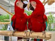Parrots For Sale (https://www.v-b-h.net/)