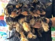 Gorgeous male and female teacup Yorkie puppies....+1(470) 514-3382