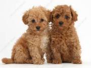 male and female teacup poodle puppies ready for adoption