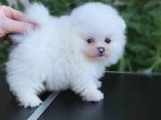 cute adorable pomeranian  puppies for sell both male and female 213 432 2423