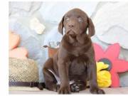 AKC chocolate Labrador retriever puppies for re-homing +1 (863) 697 55 17