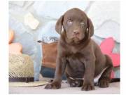 AKC chocolate Labrador retriever puppies for re-homing +1 (863) 697 55 17