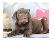AKC chocolate Labrador retriever puppies for re-homing +1 (863) 697 55 17