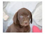 AKC chocolate Labrador retriever puppies for re-homing +1 (863) 697 55 17