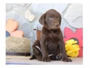 chocolate Labrador retriever puppies for adoption +1 (863) 697 55 17