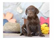 chocolate Labrador retriever puppies for adoption +1 (863) 697 55 17