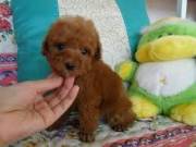  sweets adorable poodle puppies For adoptions