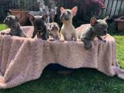 French Bulldog (615) 422-7470