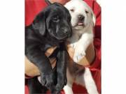 Adorable labrado puppies for sale; wdeckland@gmail.com