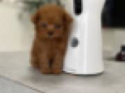 Cute Poodle Puppies male and female for adoption