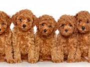 sweet adorable poodle puppy for adoptions
