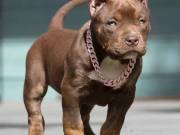 Adorable pitbul puppies For X mass Adoption