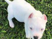 Adorable pitbul puppies For X mass Adoption.
