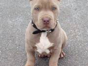 Courageous Male and Female pitbul puppies READY TO GO Now (202)8541224