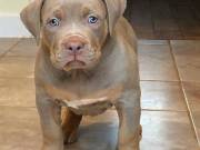 Adorable pitbul puppies For X mass Adoption