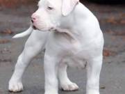 Am having pitbul puppies available for sale