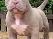 Adorable pitbul puppies For X mass Adoption