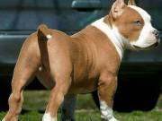 Am having pitbul puppies available for sale (202)8541224