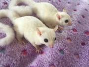 Buy Leucistic Sister Sugar Gliders