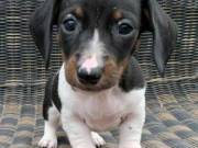 Lovely Dachshund Puppies, Sweet Little Puppies