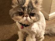  Gorgeous 3 Fluffy Persian kittens Available