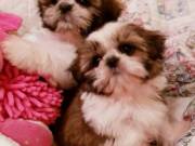Adorable Shih tzu Puppies ✔✔available (mccauley.cauley@gmail.com)