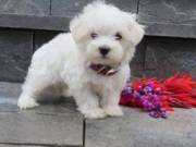 Super Adorable Maltese puppy