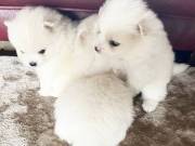 cute adorable pomeranian  puppies for sell both male and female 213 432 2423