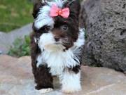 Gorgeous Yorkie Puppies For Rehomingtext or call  (854)999-2144