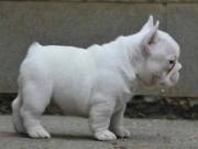 Cute Male and Female frenc  bulls Puppies