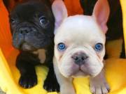  Male and Female french-bulldog-babies 