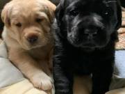 Cute Labrador retriever Puppies Available text or call (213) 537-7254‬