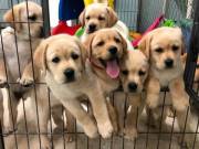 Adorable Labrador retriever Puppies Available text or call (213) 537-7254‬