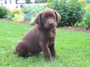 Labrador retriever Puppies Available text or call (213) 537-7254‬