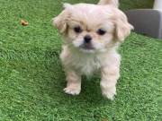 Pekingese Puppies For Sale +1(470) 333-9590