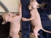 Sphynx Kittens Available +1(470) 333-9590