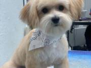 Male and female Maltase puppies text or call 551-244-3106