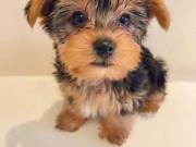 Adorable Teacup Yorkie Puppies Now Available..Text..+1(334) 441-4793