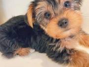 Home Trained Yorkie Puppies for adoption .text us on +1(334) 441-4793