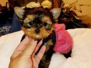 Adorable Teacup Yorkie Puppies Now Available..Text..+1(334) 441-4793